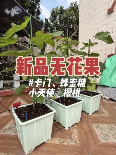 新品无花果长势更新，这几棵都是6月后新种下去的品种，开始打顶促进木质化，取芽点进行嫁接。#盆栽无花果 #久留米蜂蜜糖 #樱桃甜酒