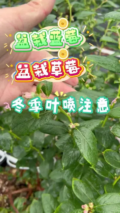 盆栽草莓盆栽蓝莓冬季叶喷注意#盆栽蓝莓 #楼顶果园#盆栽草莓 #家庭种植