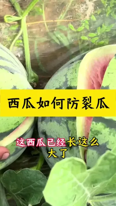 #种西瓜#西瓜种植#西瓜种植技术#大棚西瓜#西瓜防裂