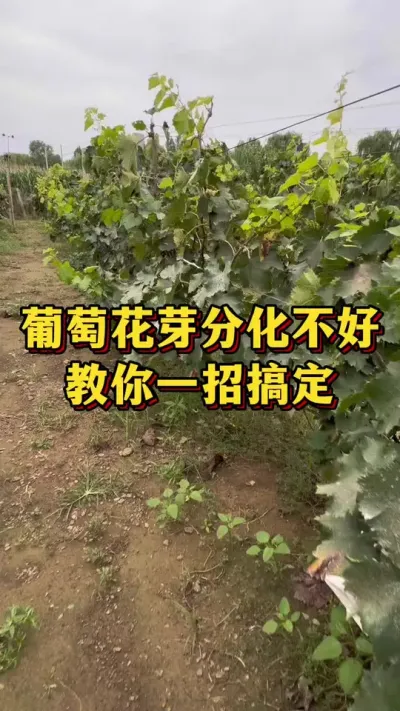 葡萄花芽分化不好，一瓶搞定#农业种植 #三农 #果树种植