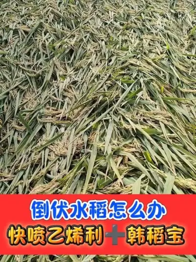 倒伏水稻影响灌浆结实 晚熟水稻，倒伏水稻抓紧喷施乙烯利加韩稻宝#水稻种植#水稻 #水稻高产技术 #农资肥料