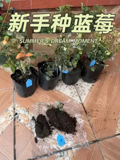 又入手几棵蓝莓苗，有苔藓苗、中苗；盆栽蓝莓苗的定植以及配土方案。#盆栽蓝莓#蓝莓种植