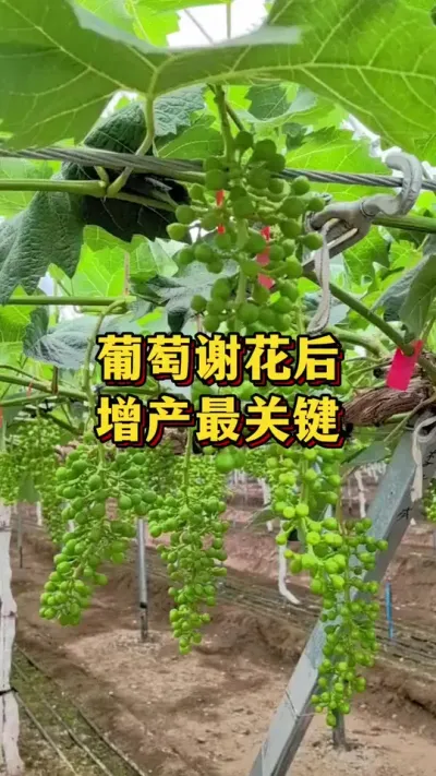 葡萄谢花后，增产最关键#葡萄种植 #三农 #种植小技巧