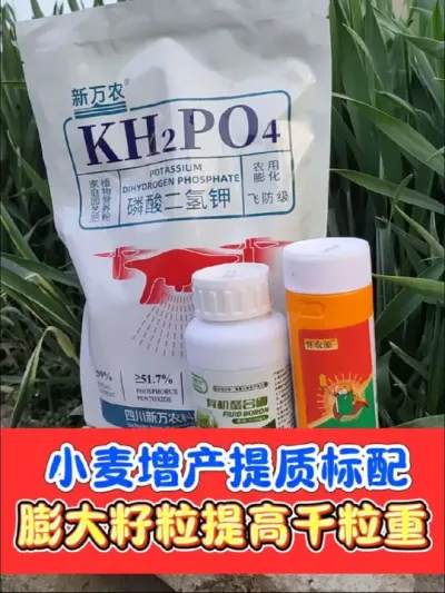 小麦增产膨大剂抓紧用起来 一亩不到两块钱，增产增收看得见，小麦想增产，认准正品粮大侠膨大剂#小麦 #小麦种植 #小麦管理 #小麦高产技术 #农资肥料