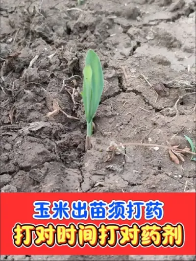 玉米出苗重防地老虎，二点委夜蛾，蓟马飞虱 玉米出苗一遍药，不缺苗不生病#玉米种植 #玉米管理 #玉米苗期管理 #玉米病虫害防治 #农业种植