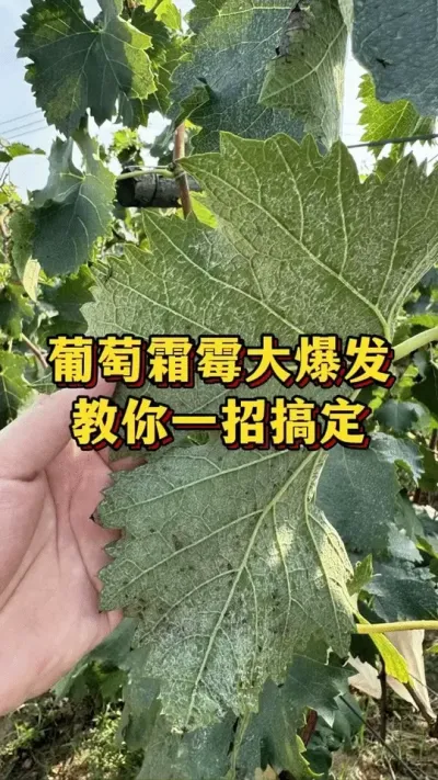 葡萄霜霉病大爆发，教你一招轻松解决#农业种植 #果树种植 #葡萄种植