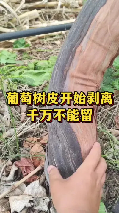 葡萄树皮开始剥离，千万不能留#三农 #涨知识 #种植小技巧