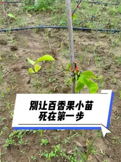 别让百香果小苗死在第一步#种百香果#百香果种植技术 #三农种植