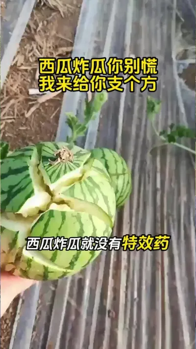 西瓜防炸瓜秘诀 #西瓜种植 #西瓜管理#西瓜施肥#西瓜炸瓜