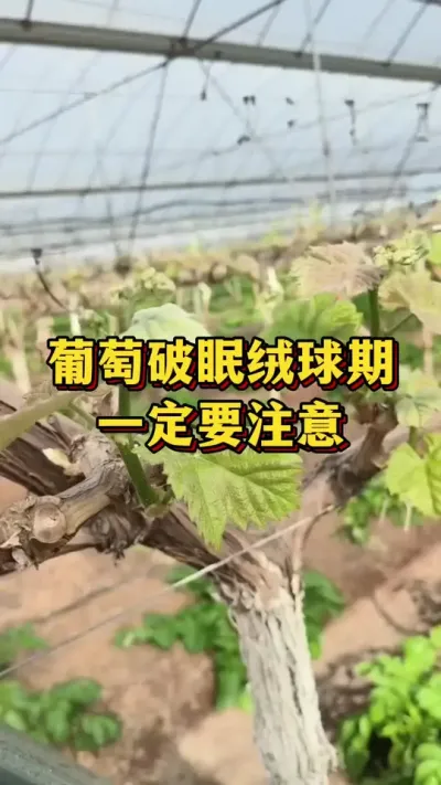 葡萄破眠绒球期，一定要注意#三农 #葡萄种植 #果树种植