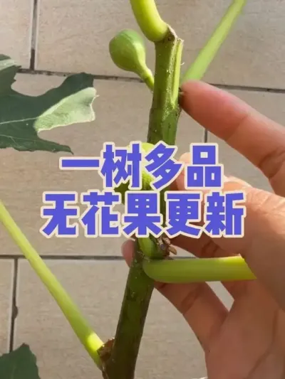 一树多品无花果最新长势更新，上次给长得最高的芭劳奈进行打顶和喷磷二，目前效果还是可以。#一树多品无花果 #芭劳奈#波姬红