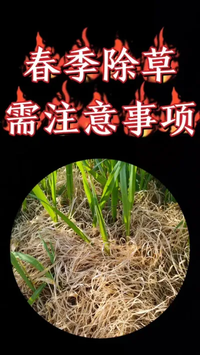 小麦田春季除草对症下药，适量防控，注意天气变化#小麦 #农资肥料 #三农种植 #小麦种植 #小麦除草剂