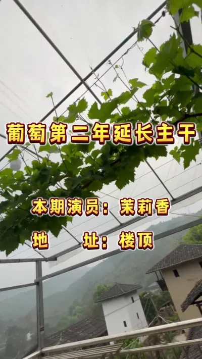 葡萄上架后，当年爬不满架子，第二年这样做延长就行啦，当你想在家里种一颗葡萄，最好的时机永远是现在哦#盆栽果树 #盆栽葡萄 #楼顶果园 #葡萄 #内容启发搜索