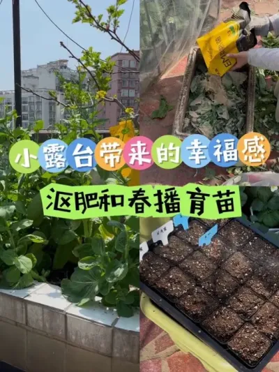 谁能想到50平小露台竟解决了买菜问题！今天沤肥和春播育苗！#阳台种菜 #种植小技巧 #沤肥教程 #关注我一起学种菜 #现在种什么菜适合