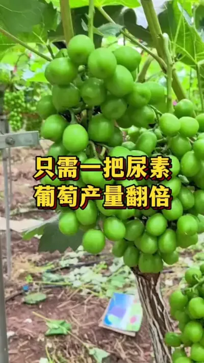只需一把尿素，葡萄产量翻倍#优质农产品 #葡萄种植 #三农