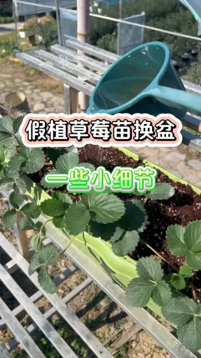 假植草莓苗换盆一些细节#盆栽草莓#家庭种植
