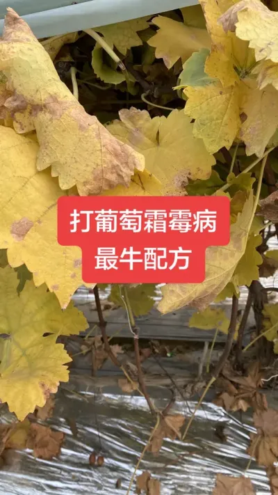 打葡萄霜霉病最牛配方#葡萄霜霉病#葡萄病害#葡萄种植
