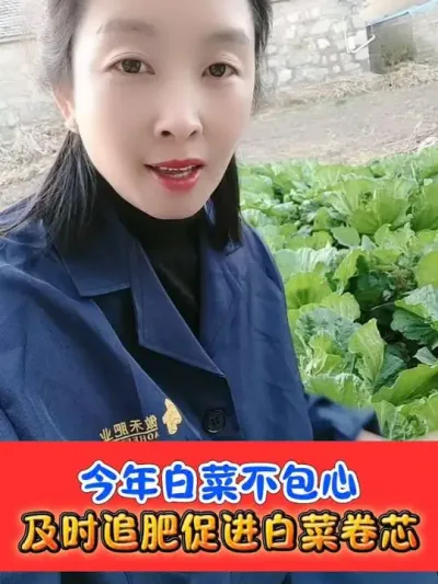 今年白菜不包心怎么办 #白菜种植 #白菜管理 #农资肥料