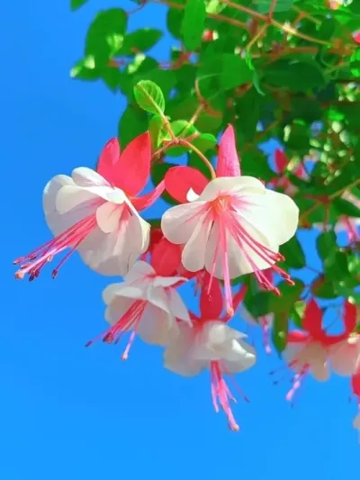 🌸🌿✨ 心无杂念，一切随缘，幸福的另一个名字，叫普通一天。#我用摄影看世界 #一花一草一世界 #好看的花一定要分享给你