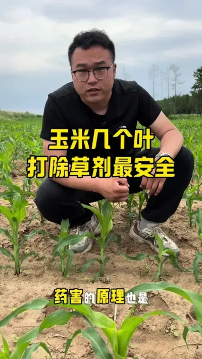 玉米几个叶打除草剂最安全 可见叶3-5个叶是玉米代谢除草剂最强#玉米高产管理方法#玉米除草剂