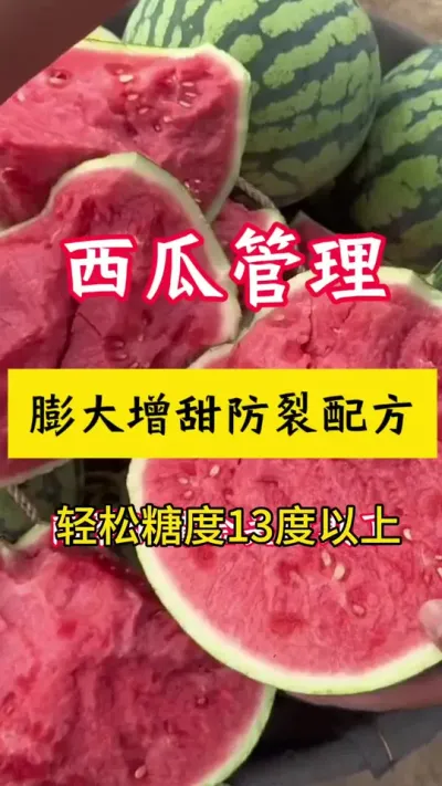 #种西瓜#西瓜种植#西瓜增甜#西瓜种植技术#大棚西瓜