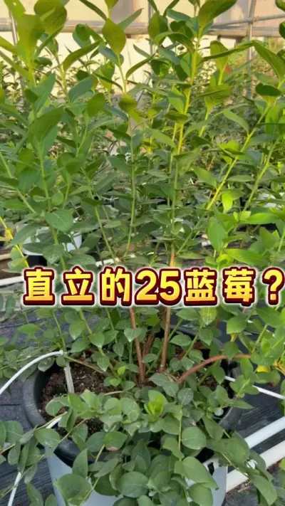直立的花香25蓝莓树？都是调教出来的&hellip;&hellip;#蓝莓#盆栽蓝莓#家庭种植 #种植小技巧 #贝子的盆栽小果园