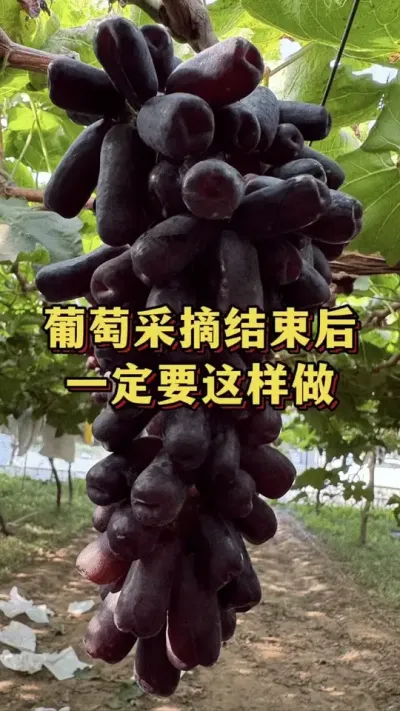 葡萄采摘结束后，一定要这样做#优质农产品 #新鲜采摘 #果园种植