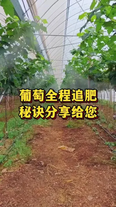 葡萄全程追肥，秘诀分享给您#优质农产品 #三农 #葡萄种植