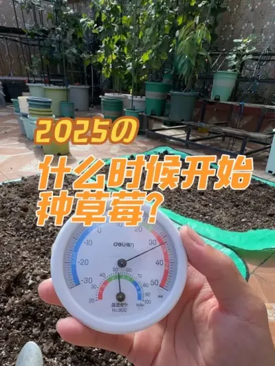 什么时候开始种草莓合适？种草莓前的准备工作。#盆栽草莓 #种草莓