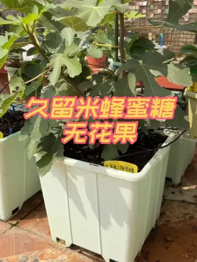 盆栽久留米蜂蜜糖无花果，已经有70公分了，今年有希望吃到果子吗？#久留米#蜂蜜糖#盆栽无花果