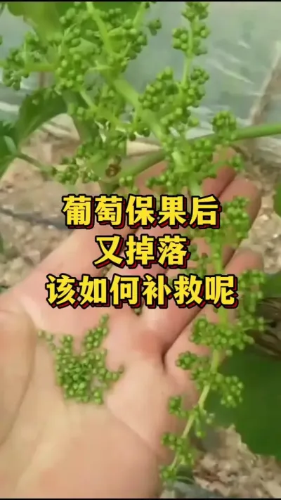 葡萄保果后，又掉落，该如何补救#三农 #三农种植 #葡萄种植
