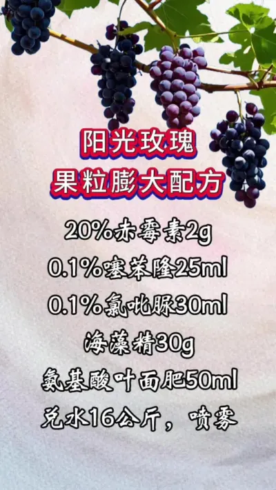 阳光玫瑰，果粒膨大配方#农业种植 #种植小技巧 #涨知识