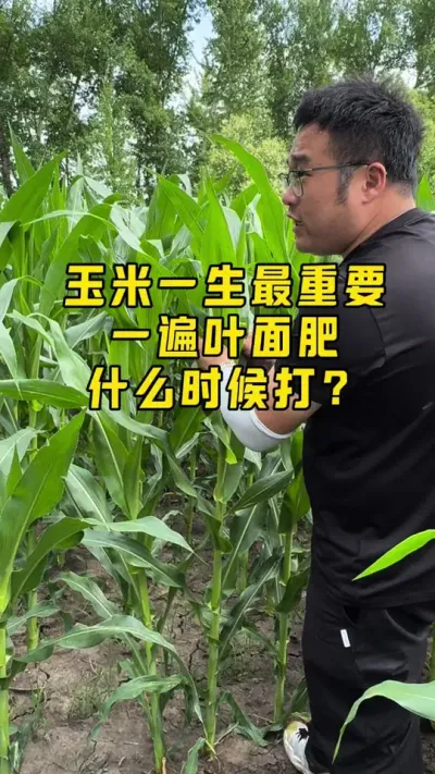玉米一生最重要的一次叶面肥 生物刺激素+调节剂+营养+防虫防病#抖音新农人 #农业种植 #农技推广