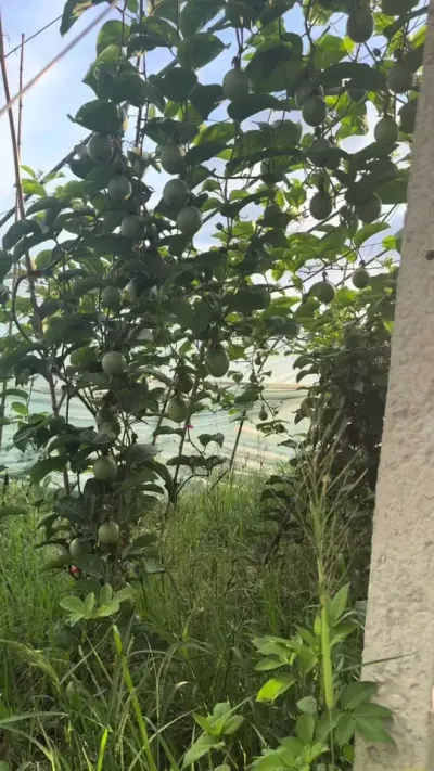 对于百香果，我们不光说得好，关键也种得到，实战与技术与经验的结合，玩的就是真实！#硕果累累  #种对于百香果#黄金百香果种植技术