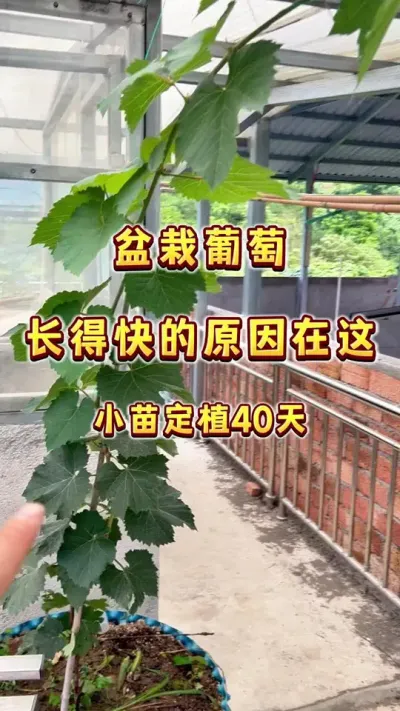 盆栽葡萄长得快的原因在这儿～盆栽茉莉香葡萄小苗定植第40天。#盆栽葡萄 #楼顶果园 #三农 #家庭种植 #内容启发搜索