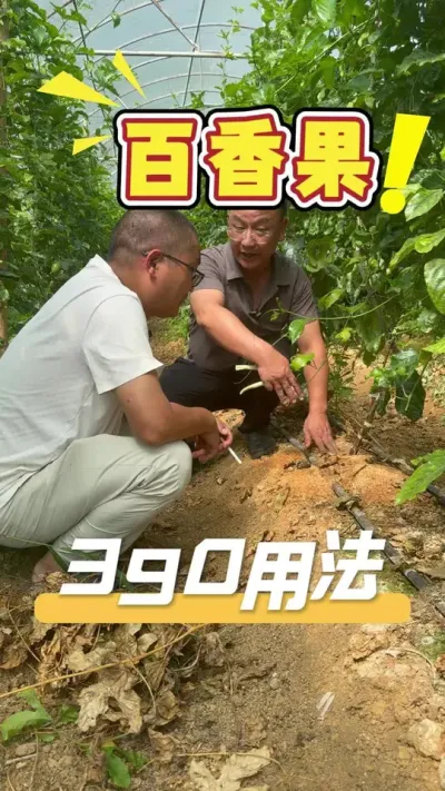 今天让发哥教大家如何正确使用390方案，也介绍390方案的作用。#百香果#农业技术推广#农业种植#三农