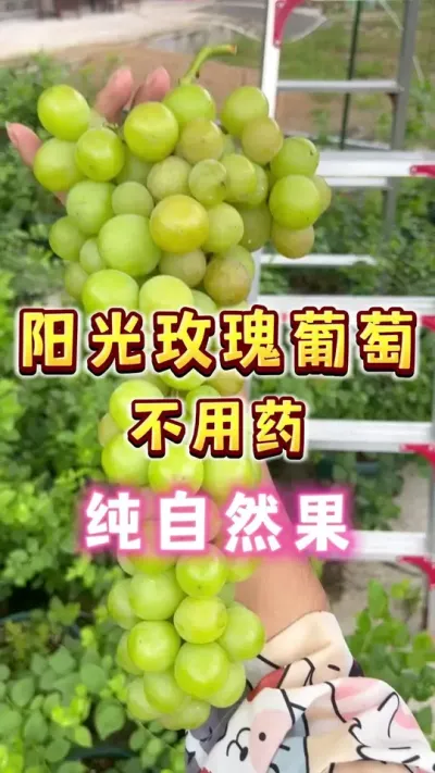 阳光玫瑰不用药处理的自然果，丑，但是好吃#盆栽葡萄 #葡萄熟了 #阳光玫瑰葡萄 #楼顶果园 #内容启发搜索