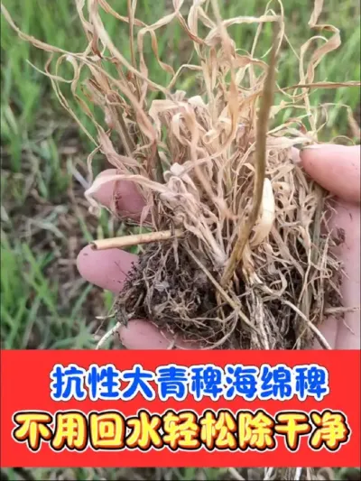 不用回水解决抗性青稗海绵稗马唐千金子 用了铁砂掌，水稻田除草很轻松#水稻种植 #水稻 #水稻除草剂 #铁砂掌除草剂 #农资肥料