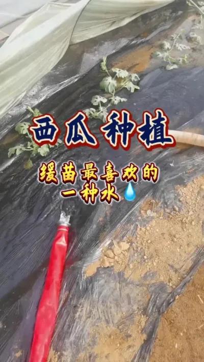 #西瓜种植 #西瓜管理 #生根壮苗 #病虫害防治