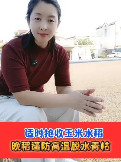 抢收玉米🌽水稻🌾 #水稻种植 #玉米种植 #水稻 #农资肥料