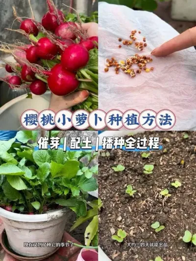 阳台党千万别错过了种樱桃小萝卜的好时机！#阳台种植 #樱桃小萝卜 #配土 #日常vlog #秋播