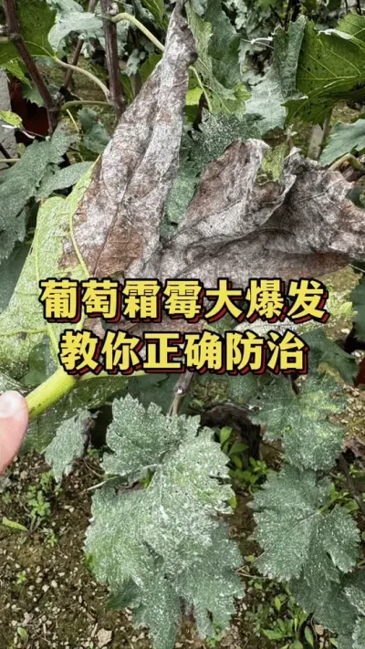 葡萄霜霉大爆发，教你正确防治#抖音助农