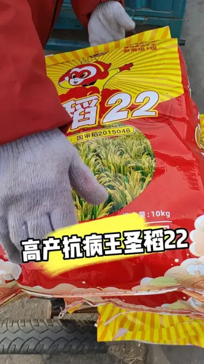 一级清米高产抗病王圣稻22火爆热销中 #圣稻22 #水稻种植 #水稻种子 #高产水稻 #农资肥料