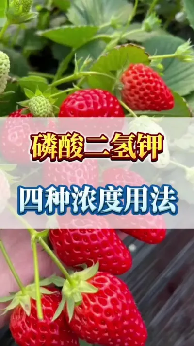 磷酸二氢钾，四种浓度用法#草莓育苗 #草莓种植户