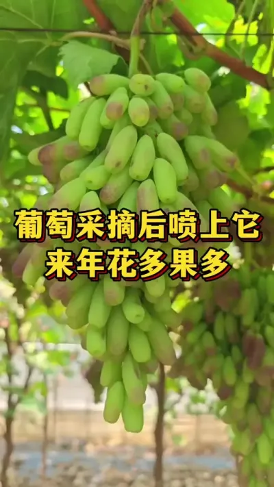 葡萄采收后，喷上它，来年花多果多#农业种植 #优质农产品 #三农