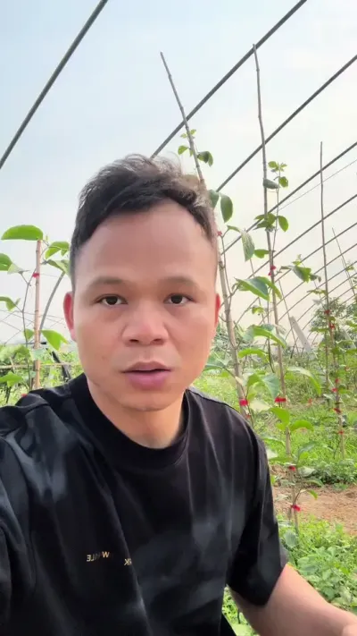 今年百香果种植面积很大，会不会影响价格呢！#黄金百香果种植技术 #百香果种植#百香果施肥#百香果种植技术 #百香果用肥