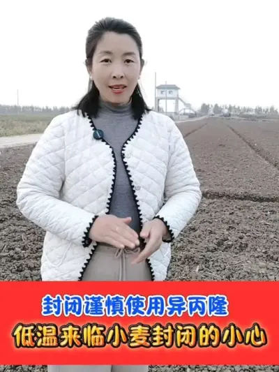 小麦封闭慎用异丙隆，选用安全的封闭 #小麦封闭除草剂 #小麦种植 #农资肥料