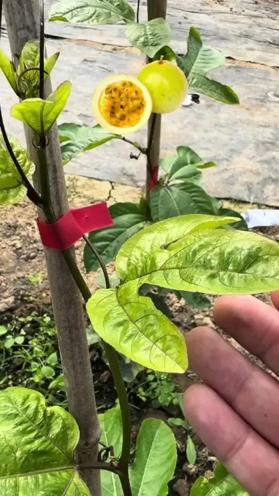 百香果黄化的操作办法#种百香果