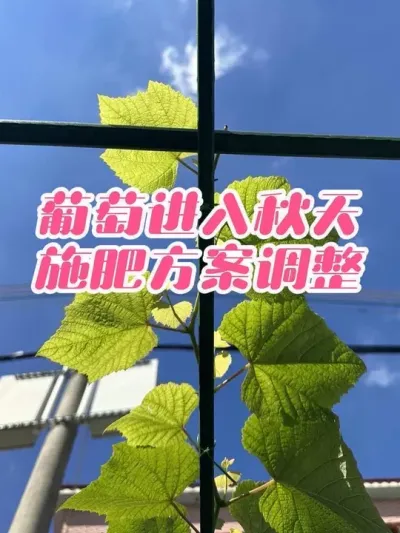 进入秋天后，盆栽葡萄施肥方案调整，减少氮肥的使用，以平衡肥为主。#盆栽葡萄#寒香蜜#葡萄施肥