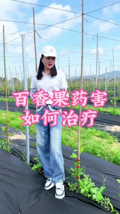 百香果苗期药害我们如何管理！#乡村守护人 #三农 #抖音助农 #我的农村生活 #百香果 @抖音小助手 @DOU+小助手